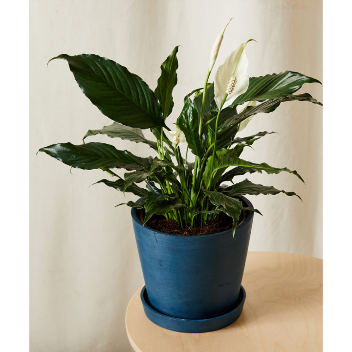 Peace Lily Plant: Benefits, Care Tips & Why Every Home Needs One