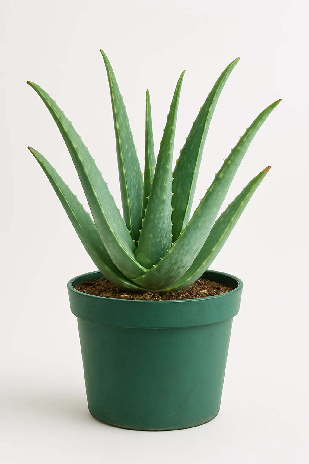 Aloe Vera Plant: Benefits, Care Tips, and Why Every Home Should Have One