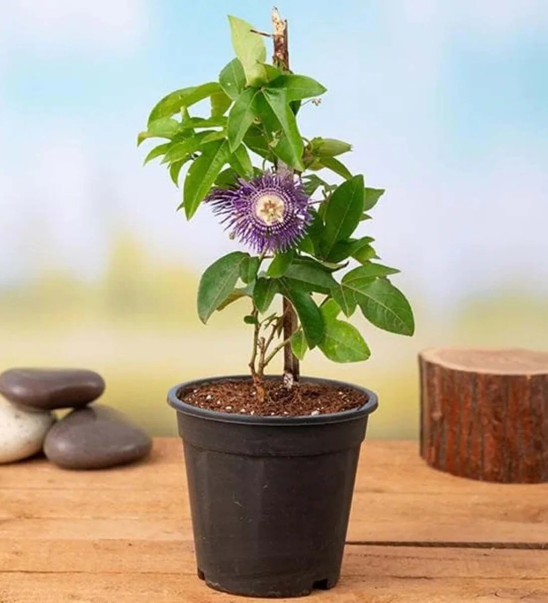 Krishna Kamal Plant: Benefits, Care Tips & Growing Guide
