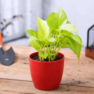 Golden Money Plant