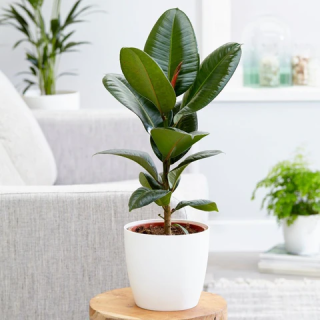 Rubber Plant