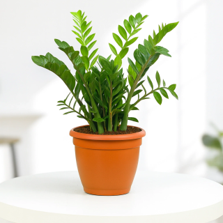 ZZ Plant