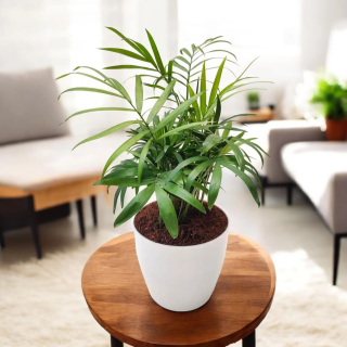Bamboo Palm Plant
