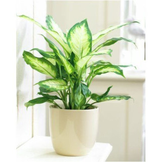 Dumb Cane Plant