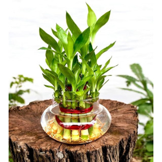 Lucky Bamboo Plants