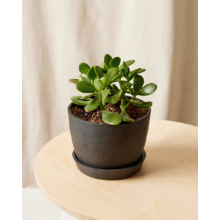 Jade Plant