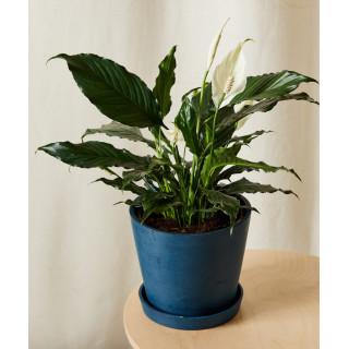 Peace Lily Plant