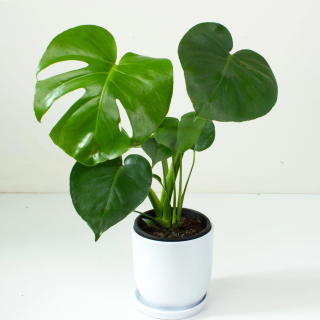 Monstera Peru