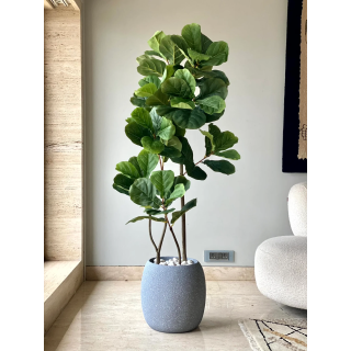 Fiddle Leaf Fig Plant
