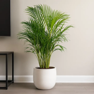 Areca palm