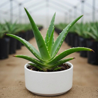 Aloe Vera Plants
